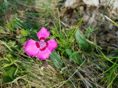 Dianthus caucaseus