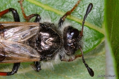 Pseudoclavellaria amerinae