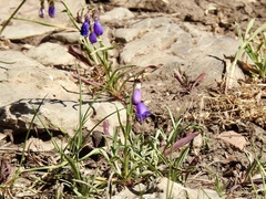Penstemon neomexicanus
