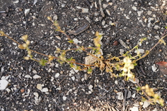 Silene gallica