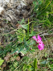 Dianthus caucaseus