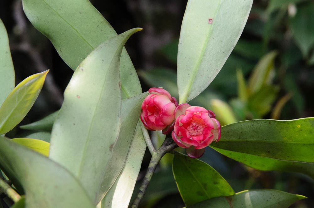 Rhodoleia parvipetala