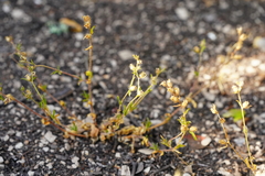 Silene gallica