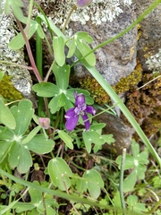 Delphinium variegatum