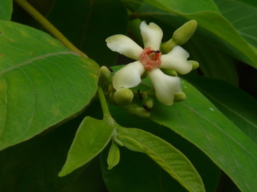 Wrightia arborea (Wrightia arborea)