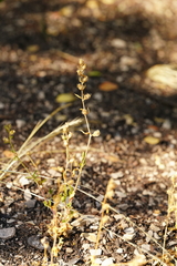 Silene gallica