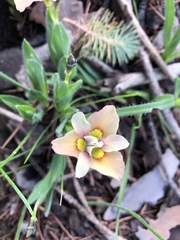 Moraea tricolor