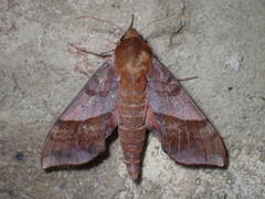 Darapsa choerilus