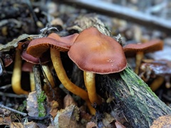 Aureonarius eucollybianus