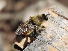 Laphria engelhardti