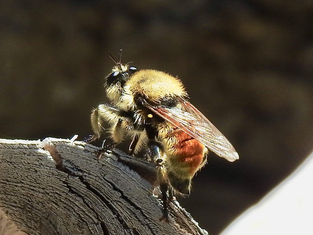 Southwestern Laphria