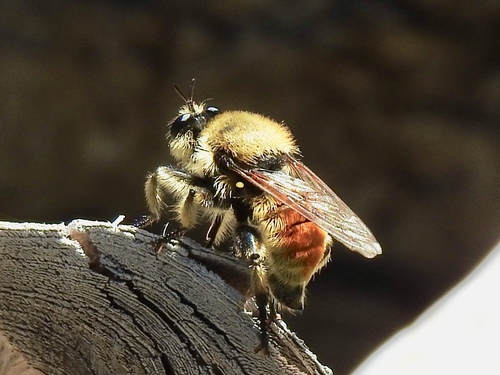 Southwestern Laphria
