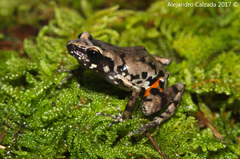 Eleutherodactylus syristes