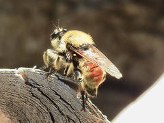 Laphria engelhardti
