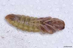 Pseudoclavellaria amerinae