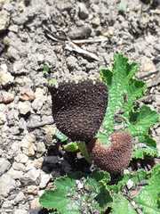 Dorstenia contrajerva