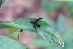 Pseudozumia indosinensis