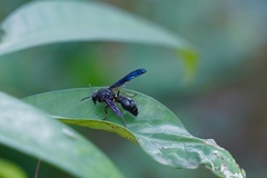 Pseudozumia indosinensis