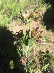 Fritillaria pinetorum