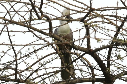 Bare-faced Go-away-bird (Crinifer personatus), photo 5