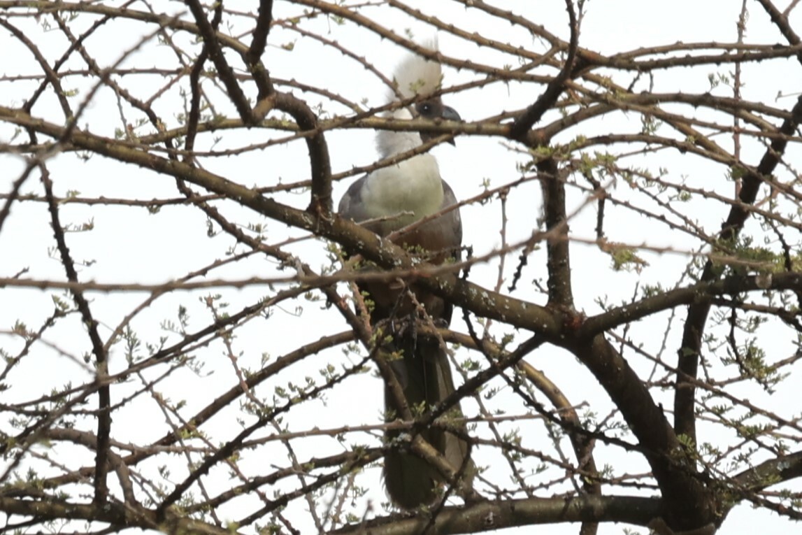 Bare-faced Go-away-bird illustration