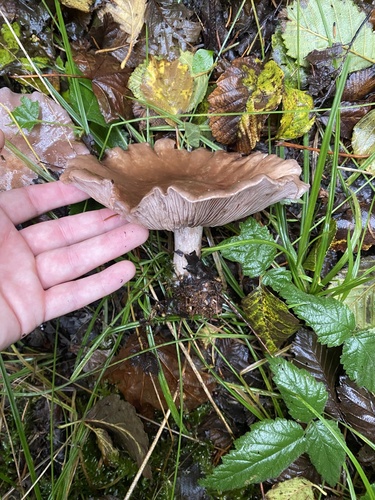 Owingsia PNW01 graham.jpg