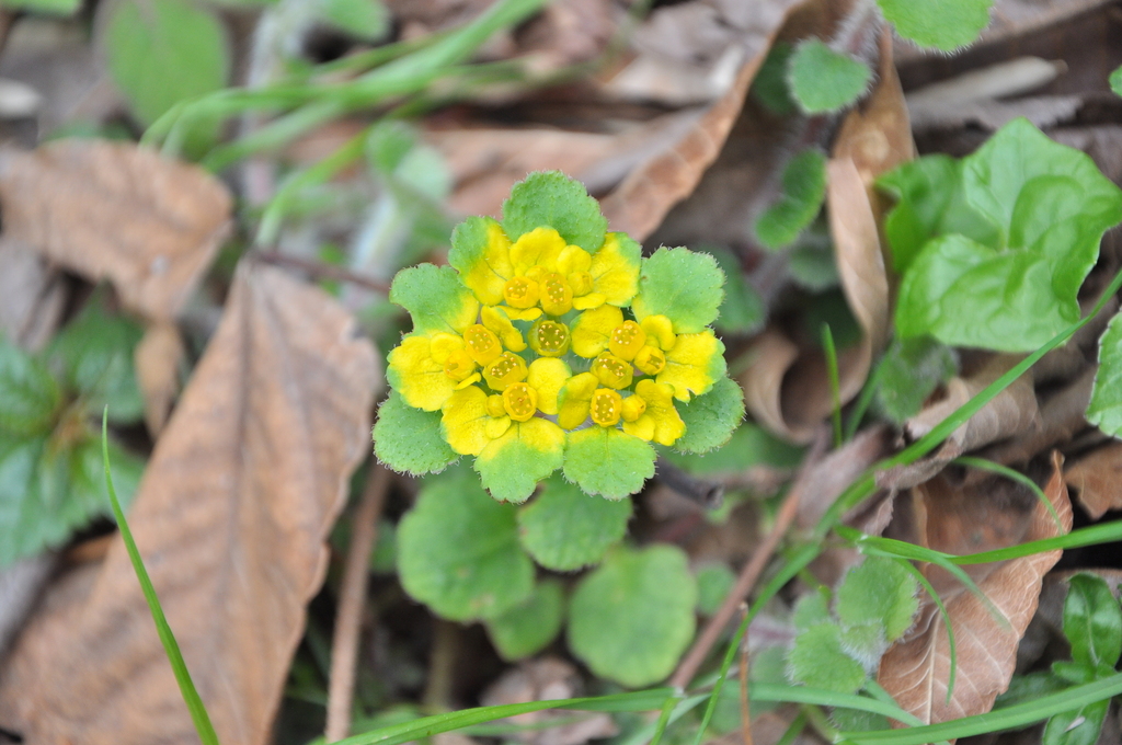David's golden saxifrage