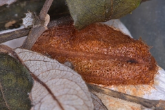 Pseudoclavellaria amerinae