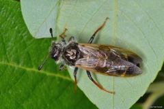 Pseudoclavellaria amerinae