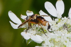 Trichopoda