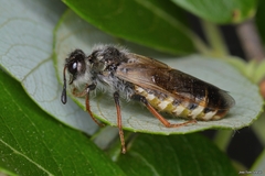 Pseudoclavellaria amerinae