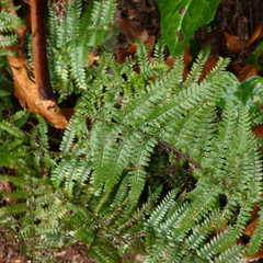 Polystichum proliferum