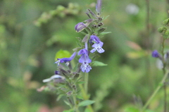 Nepeta stewartiana
