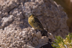 Phrygilus atriceps