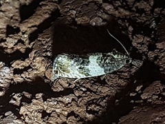 Olethreutes fasciatana