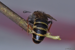 Pseudoclavellaria amerinae