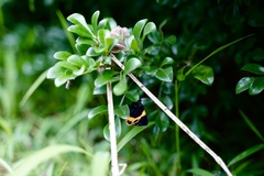 Milionia zonea pryeri