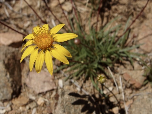 Image of Pectis longipes by (c) Sue Carnahan, some rights reserved (CC BY)