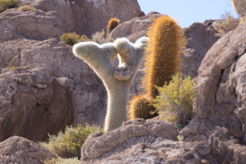 Trichocereus atacamensis photographed in Bolivia