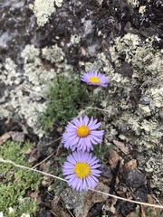 Erigeron pinnatisectus