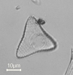 Desmidiaceae
