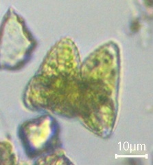 Desmidiaceae