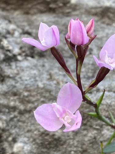 Disa rosea Lindl.