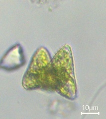 Desmidiaceae