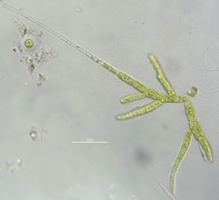 Chaetophorales