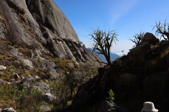 Xerophyta splendens, photograph (c) Tony Rebelo, some rights reserved (CC BY-SA)