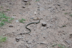 Hebius