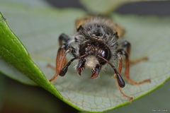 Pseudoclavellaria amerinae