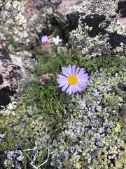 Erigeron pinnatisectus
