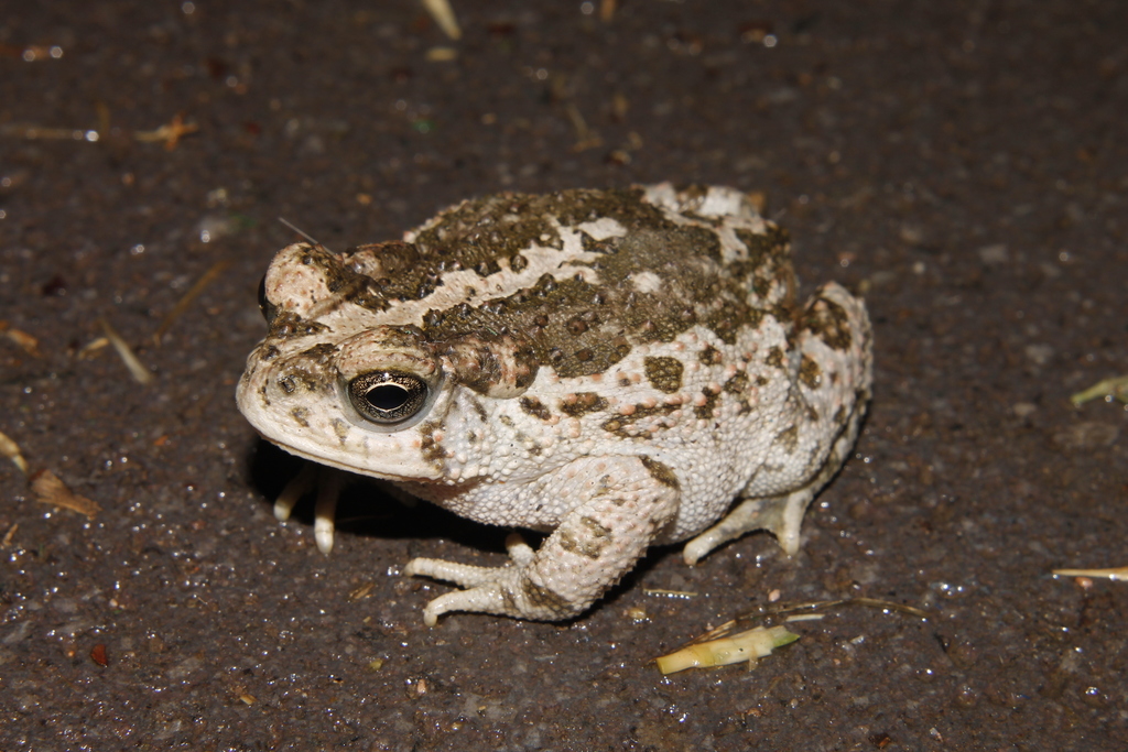 Pine Toad